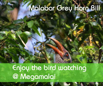 bird watching at megamalai