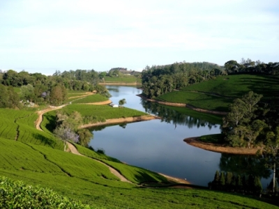 megamalai tea estate