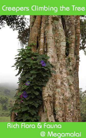 megamalai trees